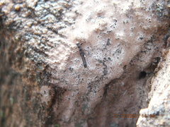 Allocapnia vivipara