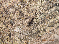 Allocapnia vivipara