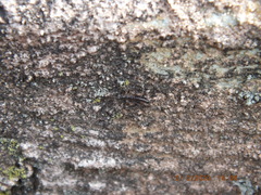 Allocapnia vivipara