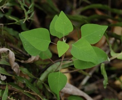 Homalanthus stillingiifolius