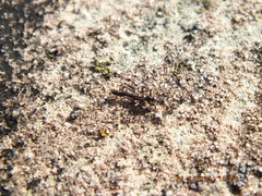 Allocapnia vivipara