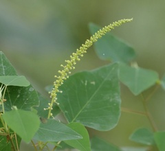 Homalanthus stillingiifolius