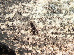 Allocapnia vivipara
