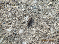 Allocapnia vivipara