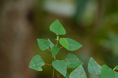 Homalanthus stillingiifolius