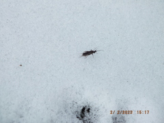 Allocapnia vivipara