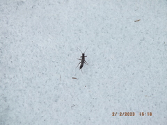 Allocapnia vivipara