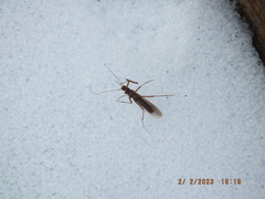 Allocapnia vivipara