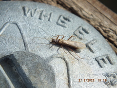 Allocapnia vivipara
