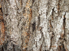 Allocapnia vivipara
