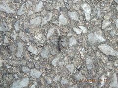 Allocapnia vivipara