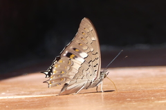 Charaxes solon