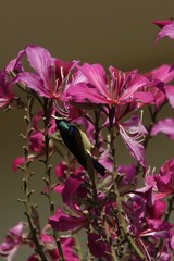 Anthreptes malacensis