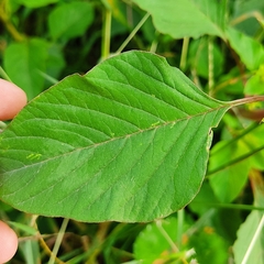 Amaranthus