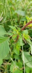 Amaranthus
