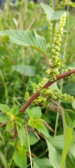 Amaranthus
