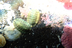 Rhyssoplax linsleyi