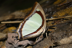 Polyura jalysus