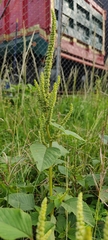 Amaranthus