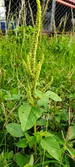 Amaranthus