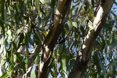 Falcunculus frontatus