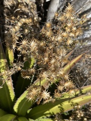 Brickellia veronicifolia