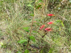 Lobelia laxiflora