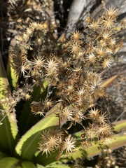 Brickellia veronicifolia