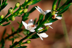 Philotheca queenslandica