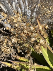 Brickellia veronicifolia