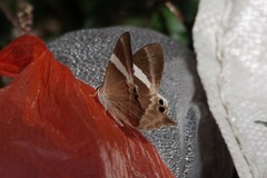 Abisara neophron