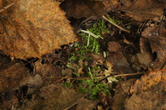 Clavaria acuta