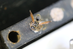 Pachodynerus nasidens