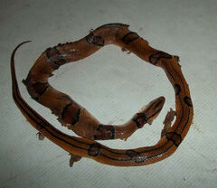 Oreocryptophis porphyraceus