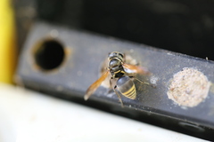 Pachodynerus nasidens