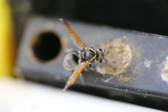 Pachodynerus nasidens