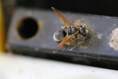 Pachodynerus nasidens