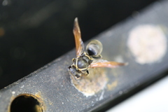 Pachodynerus nasidens