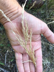 Rytidosperma racemosum