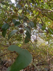 Pterocarpus marsupium