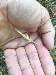 Rytidosperma racemosum