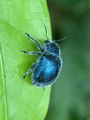 Trichochrysea hirta