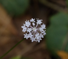 Trachymene procumbens