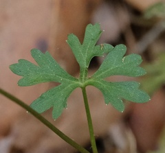 Trachymene procumbens
