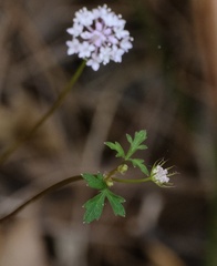 Trachymene procumbens