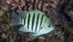 Abudefduf bengalensis
