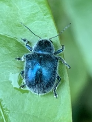 Trichochrysea hirta