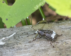 Eurymycter