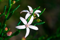 Philotheca queenslandica