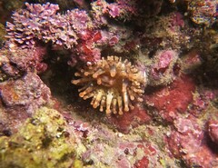 Telmatactis panamensis